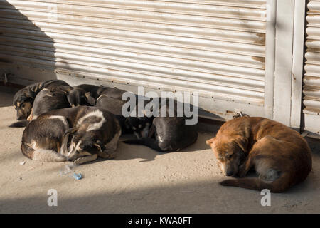 Pack of street dogs sleeping during winter in Kathmandu, Nepal Stock Photo