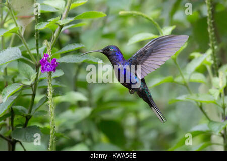 Male Violet Sabrewing in flight eating nectar from a flower Stock Photo