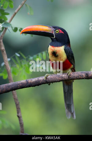 Fiery-billed Aracari perched on a branch Stock Photo