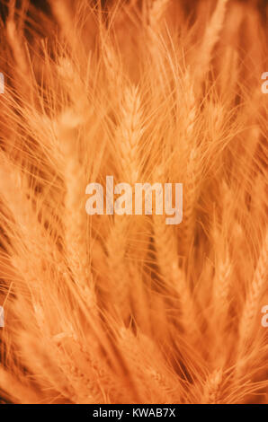 Golden wheat background. Soft unfocused texture of wheat. Stock Photo