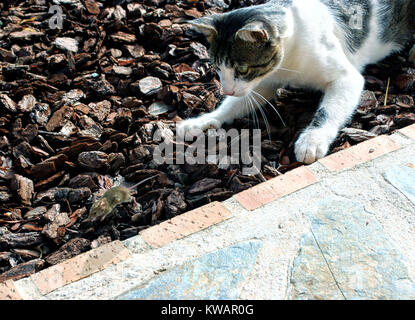 CAT AND MOUSE RUNNING Stock Photo