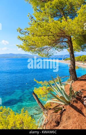 Pine tree and agave plants on sea coast with view of famous Zlatni Rat beach in Bol town, Brac island, Croatia Stock Photo