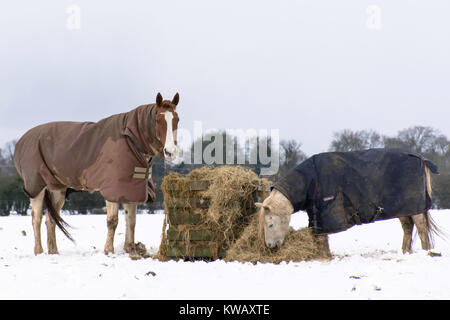 2 horse eating hay from a hay box during winter Stock Photo