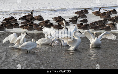 Trumpeter swan (Cygnus buccinator) and Canada geese (Branta canadensis) at the bank of a freezing stream in winter, Iowa
