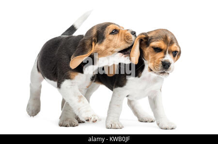 Two Beagles puppies playing together, isolated on white Stock Photo