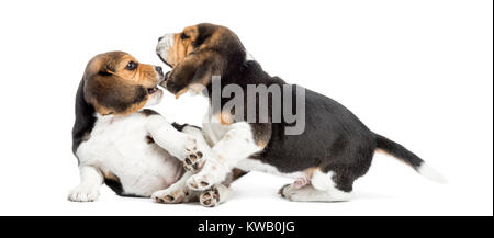 Two Beagle puppies playing together, isolated on white Stock Photo