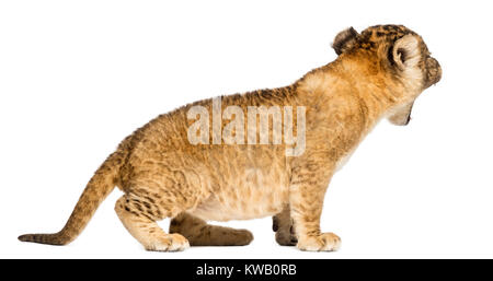 Side view of a Lion cub roaring, 4 weeks old, isolated on white Stock Photo