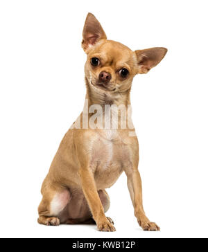 Chihuahua sitting, looking at the camera, 1,5 year old, isolated on white Stock Photo