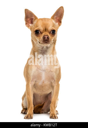 Chihuahua sitting, looking at the camera, 1,5 year old, isolated on white Stock Photo