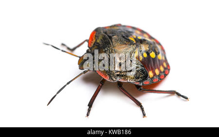 Southern green stink bug, Nezara viridula Stock Photo