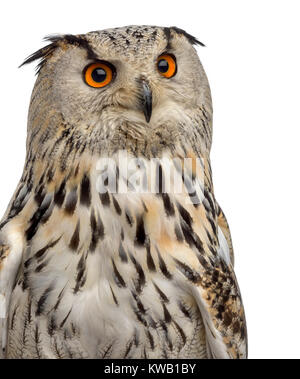 Close-up of a Siberian Eagle Owl - Bubo bubo (3 years old) in front of a white background Stock Photo