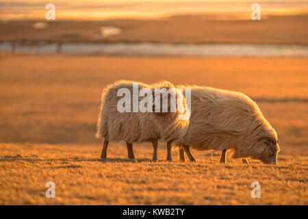 Two icelandic sheep in sunset light. Iconic symbol of Iceland fauna, tourist point of interest Stock Photo