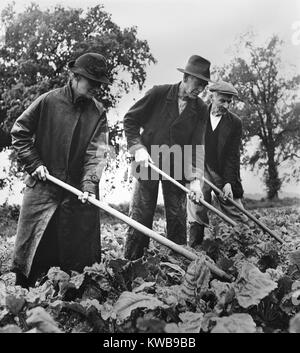 British elders put in a full day at farm work to supply their country with needed food. They hoe their sugar beet crop at Essex, England. April 1943. World War 2. (BSLOC 2014 10 246) Stock Photo