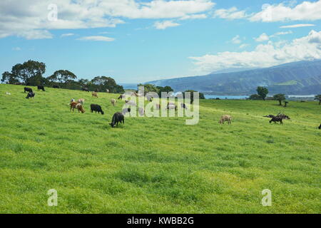 Cows in a grass field on the island of Tahiti, plateau of Taravao, French Polynesia, south Pacific ocean Stock Photo