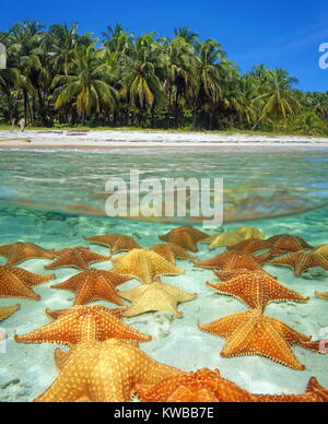 Over and under sea surface near the shore of a tropical beach with coconut trees and many starfishes underwater on a sandy seafloor, Caribbean Stock Photo