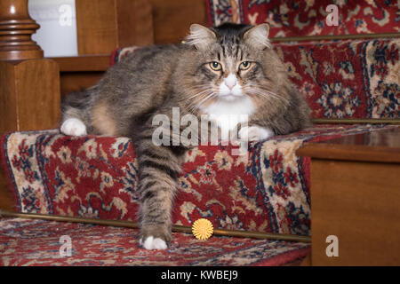 Purebreed Siberian adult cat portrait in home indoor. Stock Photo