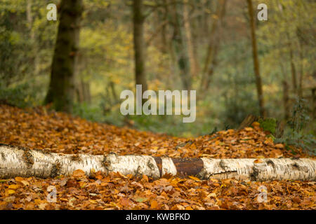 Fallen silver birch tree trunk on autumn leaves Stock Photo