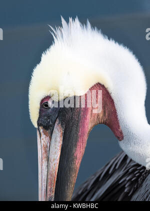 Brown Pelican Head Close Up Stock Photo