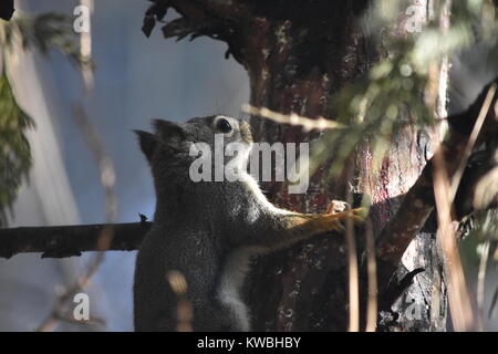 A baby western grey squirrel climbing a pine tree near Curry Village (now Half Dome Village) in Yosemite Valley, CA. Stock Photo