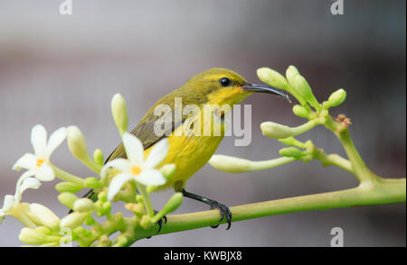 An Olive-backed Sunbird, Nectarinia jugularis, (juvenile male) feeding on nectar in garden flowers Stock Photo