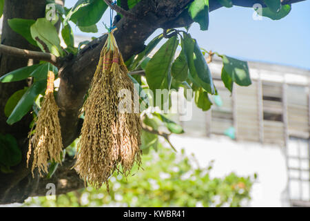 paddy, hang at the tree, to feed birds, sparrows and pigeons Stock Photo