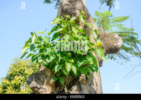 small banyan tree is growing on the another tree Stock Photo