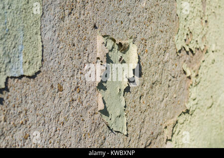 Wall with peeling paint, paint problem. Inadequate paint system, water infiltration. Stock Photo
