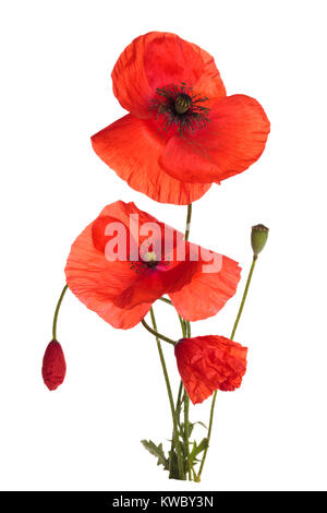 Wild red poppies isolated on white background Stock Photo - Alamy