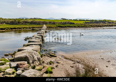 The Giants stepping stones across Afon Braint and swan, Newborough, Anglesey, Wales, United Kingdom, UK Stock Photo