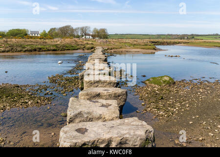 The Giants stepping stones across Afon Braint and swan, Newborough, Anglesey, Wales, United Kingdom, UK Stock Photo