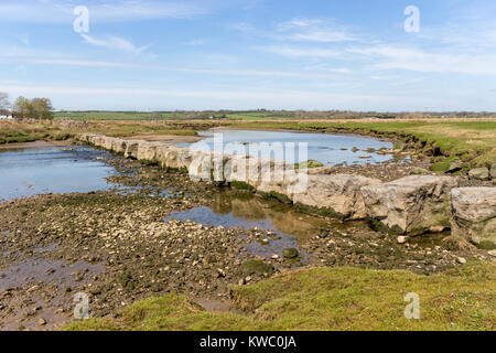 The Giants stepping stones across Afon Braint and swan, Newborough, Anglesey, Wales, United Kingdom, UK Stock Photo