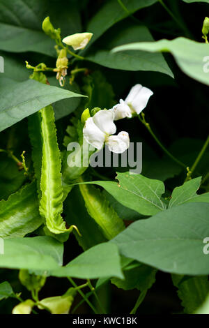 Winged bean with white flowers Stock Photo