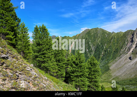 Siberian cedars on steep hillside in mountains. East Sayan. Russia Stock Photo
