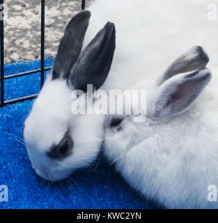 A close-up shot of a couple of rabbits cuddling each other. Stock Photo