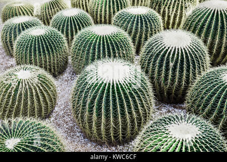 Echinocactus grusonii, popularly known as the Golden Barrel Cactus Stock Photo