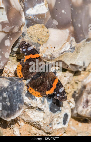 Red Admiral butterfly (Vanessa atalanta, Red admirable) on rocks on a cold day in Winter in West Sussex, England, UK. Portrait. Stock Photo