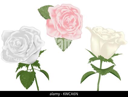 A set of roses isolated on white background Stock Vector Image & Art ...