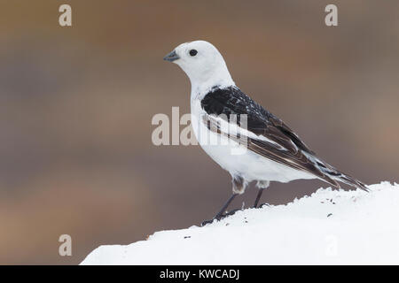 Snow Bunting (Plectrophenax nivalis), adult standing on the snow Stock Photo