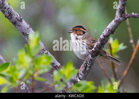 Little Bunting (Emberiza pusilla), adult male singing Stock Photo