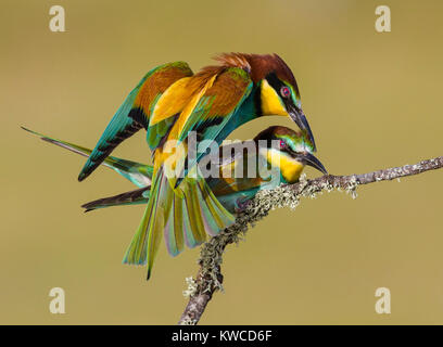 European Bee-eaters (Merops Apiaster) mating Stock Photo