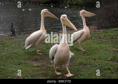 London St Jame's Park. Pelicans. Dec 2017 Pelicans were first introduced to St Jame's Park in 1644 as a gift to Charles II from the Russian Ambassador Stock Photo