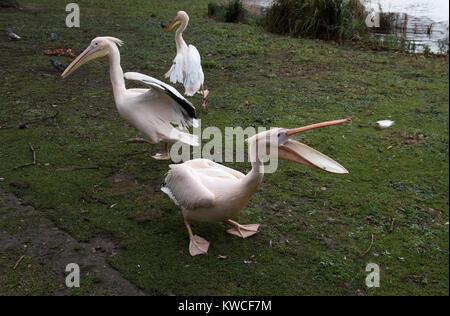 London St Jame's Park. Pelicans. Dec 2017 Pelicans were first introduced to St Jame's Park in 1644 as a gift to Charles II from the Russian Ambassador Stock Photo