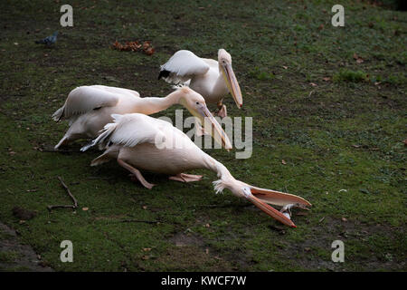 London St Jame's Park. Pelicans. Dec 2017 Pelicans were first introduced to St Jame's Park in 1644 as a gift to Charles II from the Russian Ambassador Stock Photo