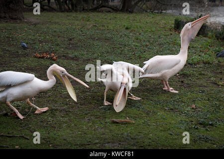 London St Jame's Park. Pelicans. Dec 2017 Pelicans were first introduced to St Jame's Park in 1644 as a gift to Charles II from the Russian Ambassador Stock Photo