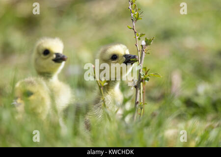 Detailed close up of cute, fluffy UK gosling chicks (Branta canadensis) enjoying sunshine, exploring in the grass, nibbling leafy twig. Stock Photo
