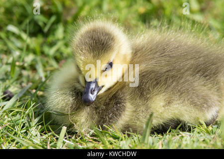Close up of downy UK Canada gosling chick (Branta canadensis) nestled down alone on grass outdoors. Fluffy, isolated, cute baby bird. Stock Photo