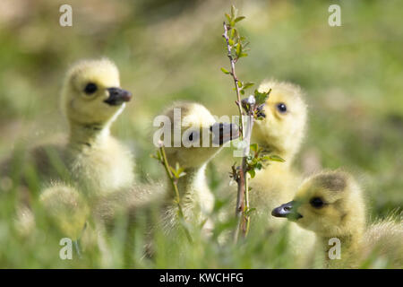 Detailed close up of five cute young fluffy UK goslings (Branta canadensis) out together in springtime, exploring new surroundings, eating leafy twig! Stock Photo