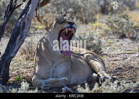 African lion (Panthera leo), yawning lioness lying in the shade of a tree, Etosha National Park, Namibia, Africa Stock Photo