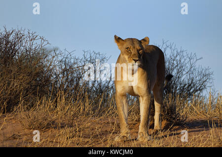 African lion (Panthera leo), lioness standing on the top of the sand dune, Kgalagadi Transfrontier Park, Northern Cape, South Africa, Africa Stock Photo