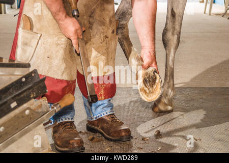A FARRIER MAKING A CUSTOM FIT HORSESHOE, DELAWARE, USA - MAY 2008. A farrier is a specialist in equine hoof care, including the trimming and balancing Stock Photo
